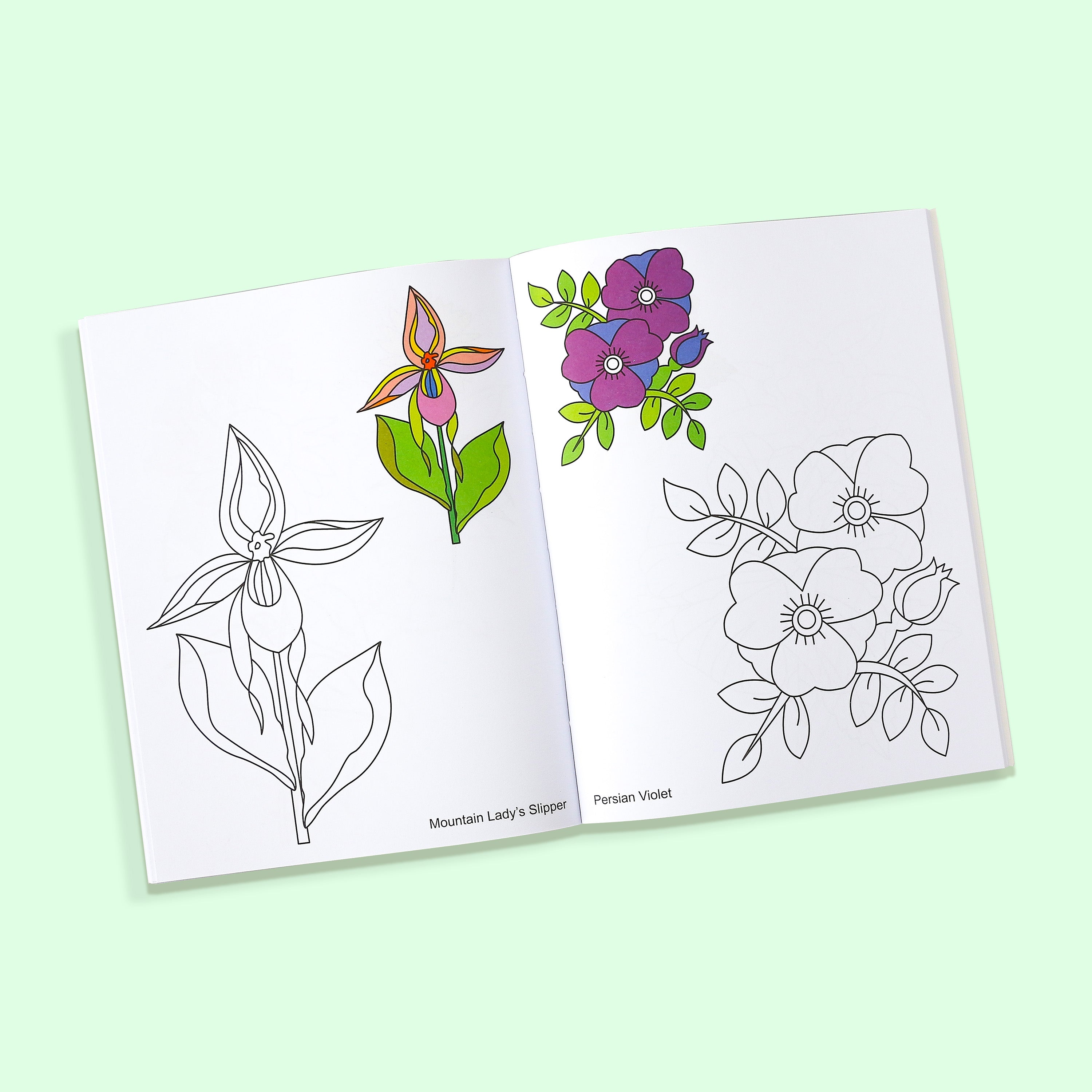 Big Book of Look-N-Colour