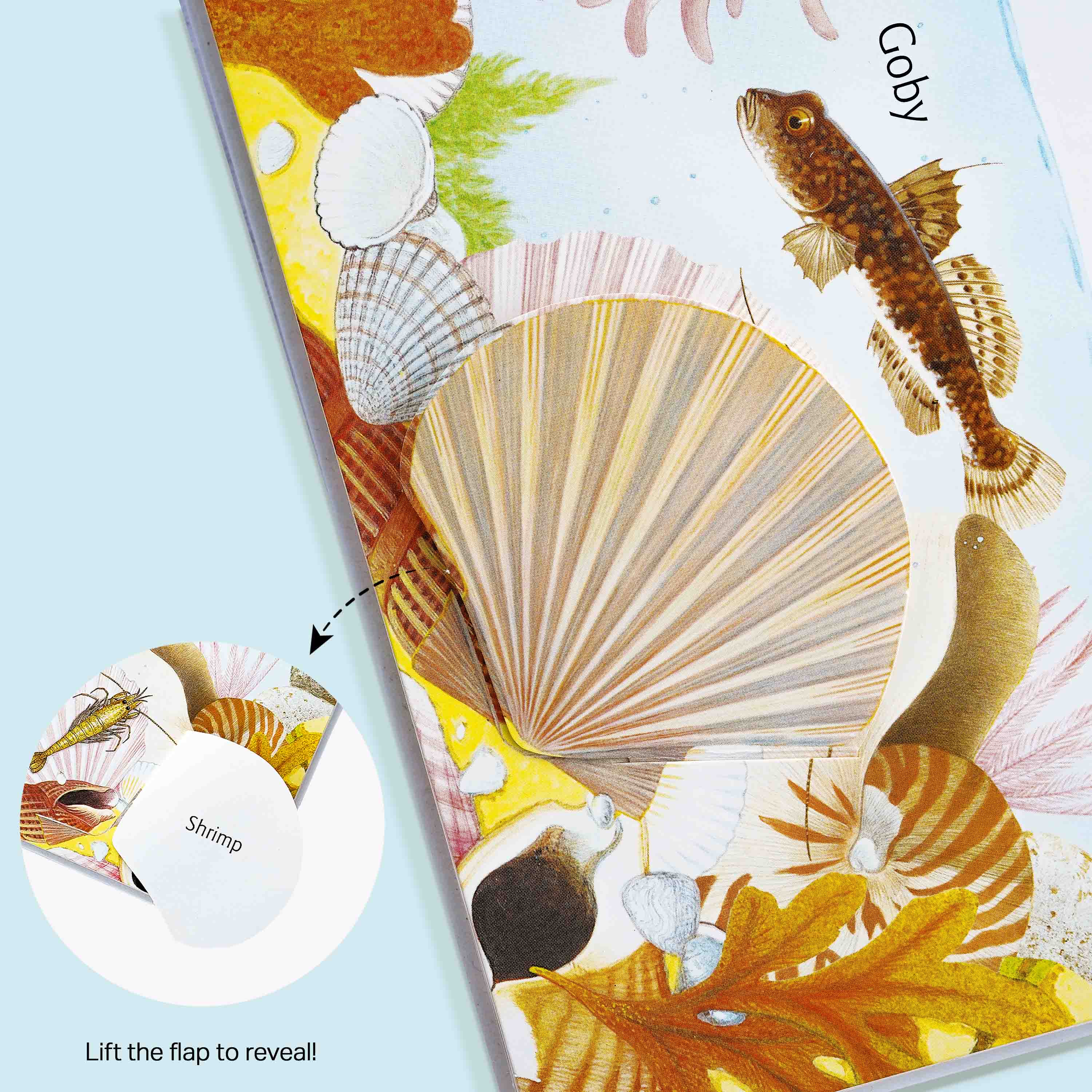 Lift and Learn In the Ocean Book