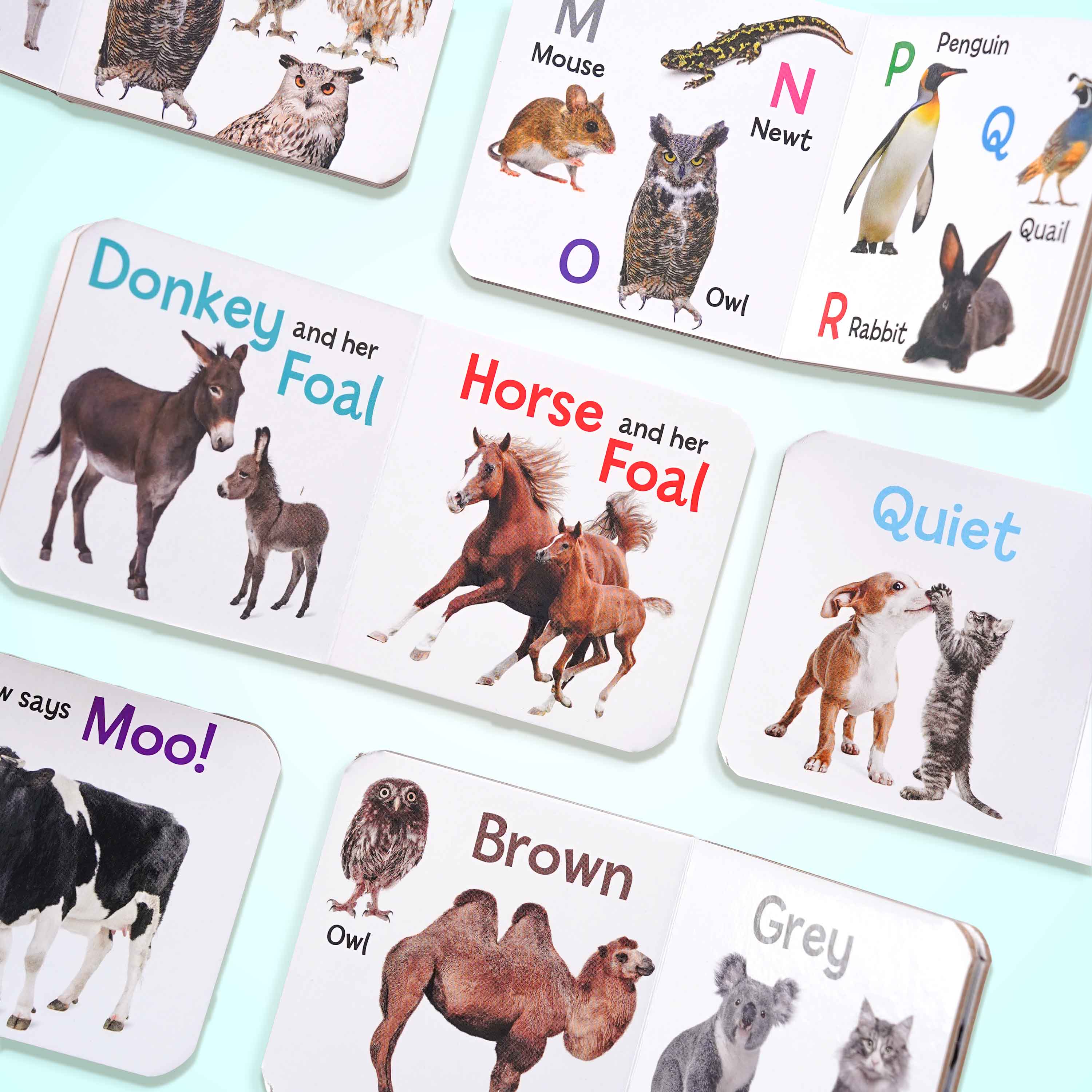 Little Library Animal Books (Pack of 6 Titles)
